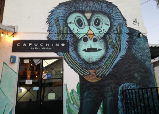 Capuchino La Paz Baja California